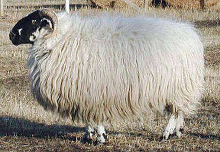 Scottish Blackface Ewe