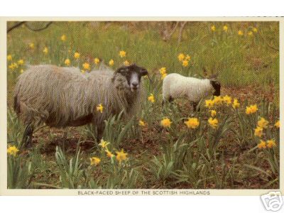 Scottish Blackface Ewe with Lamb