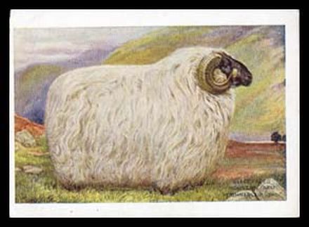 Scottish Blackface Ram