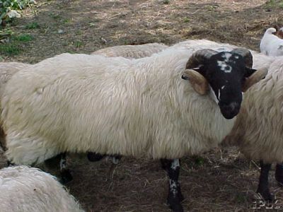 Scottish Blackface Ram1