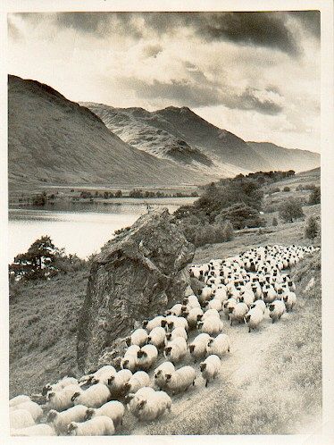Scottish Sheep By the Loch