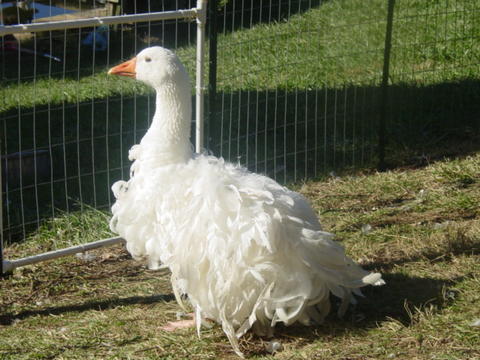 Sebastopol Geese