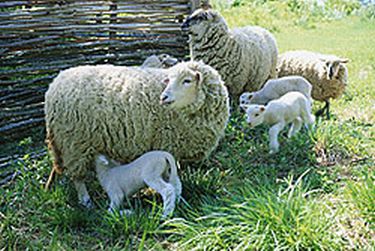 See Lambs