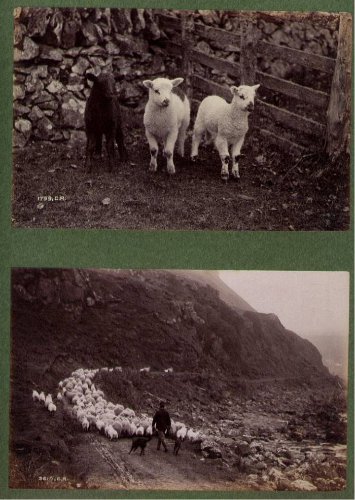 Sepia 2 Lambs