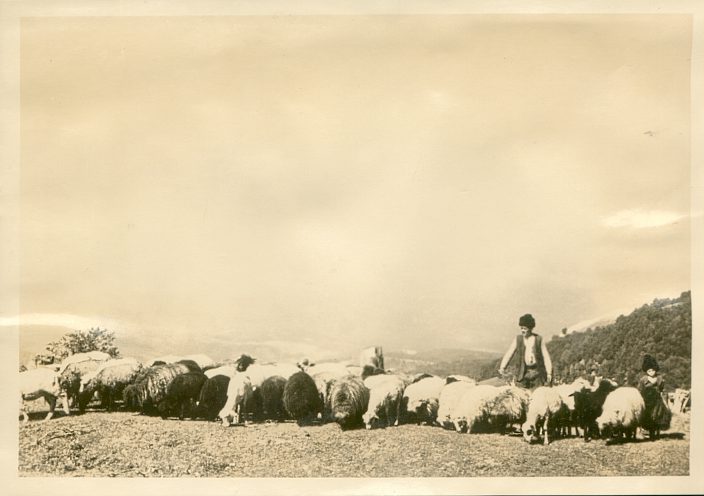 Serbian Sheep Flock
