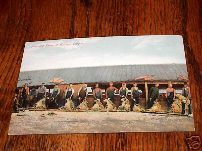 Shearing Sheep in Or