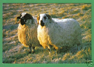 Sheep 2 Highland Rams