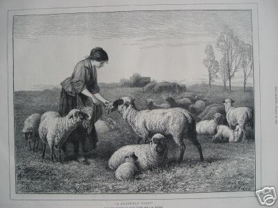 Sheep a Friendly Visit