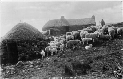 Sheep a Highland Homestead Scotland 2D 1 B