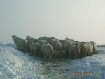 Sheep After a Storm Mn