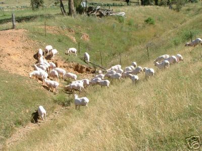Sheep After Bioclip in Australia