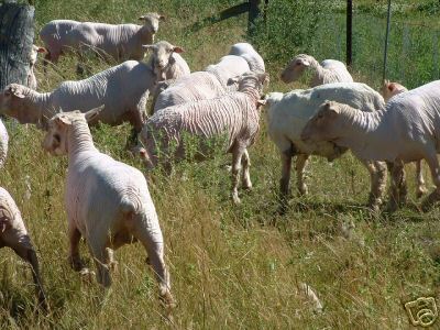 Sheep After Bioclip in Australia1