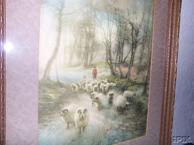 Sheep Almost Farquason