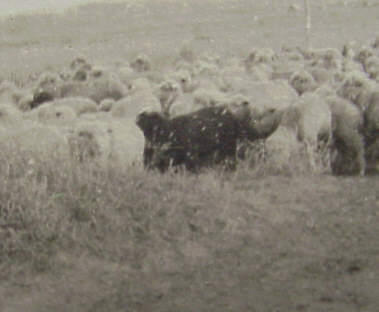Sheep and BC Photo
