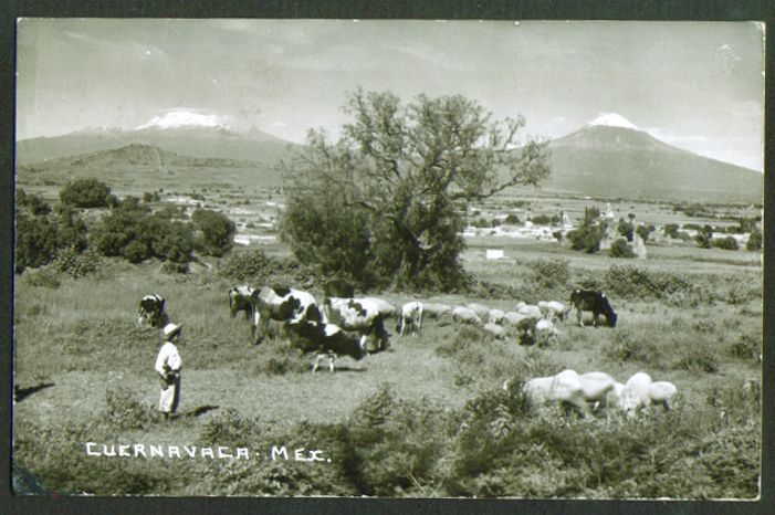 Sheep and Cattle Graze in Mexico