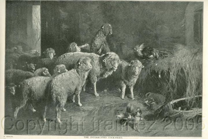Sheep and Cock Fight