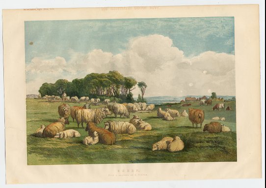 Sheep and Cows at Pasture