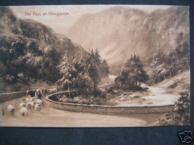 Sheep and Cows at the Pass