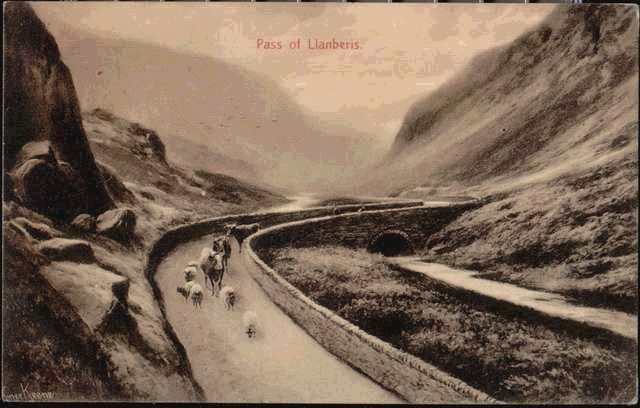 Sheep and Cows Walk the Pass of Llanberis 1911