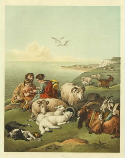 Sheep and Goats By the Sea