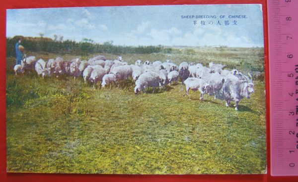 Sheep and Goats in China