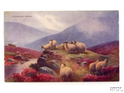 Sheep and Heather