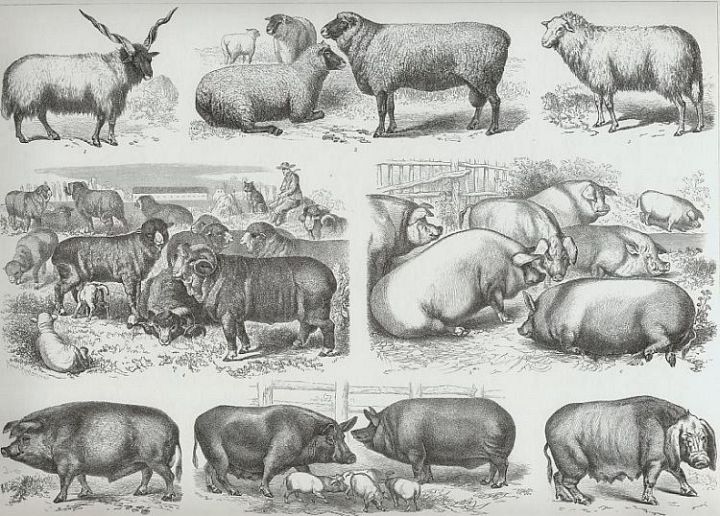 Sheep and Hog Breeds