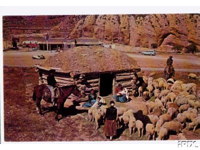 Sheep and Navajo Near Hogan