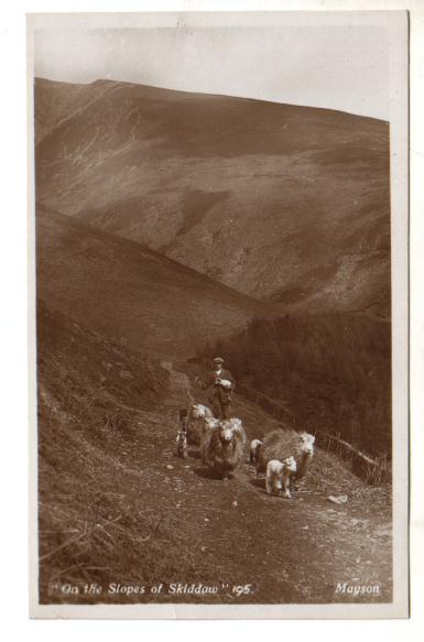 Sheep and Shepherd in Cumbria