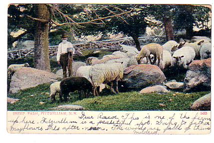 Sheep and Shepherd in Nh