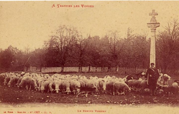 Sheep and Shepherd Vosges France C 1910