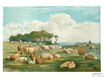 Sheep Antique Print 1858