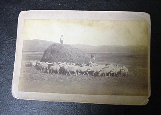 Sheep Around the Hay Pile