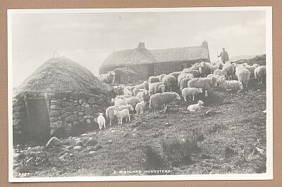 Sheep at a Highland Croft in Scotland