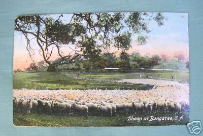 Sheep at Bungaree South Australia