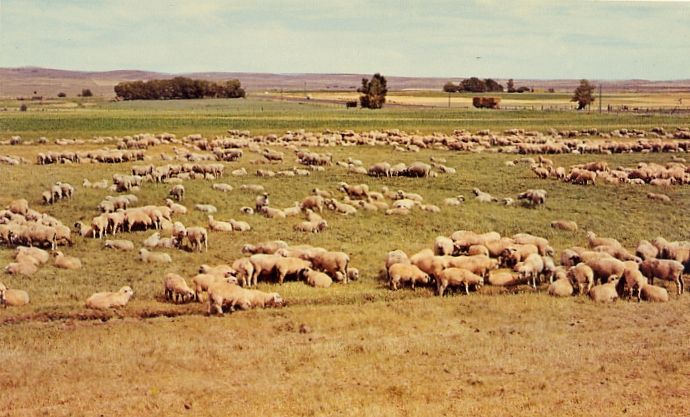 Sheep at Columbia Basin WA