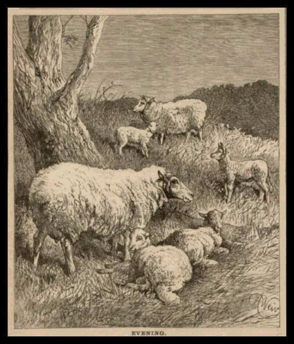 Sheep at Evening