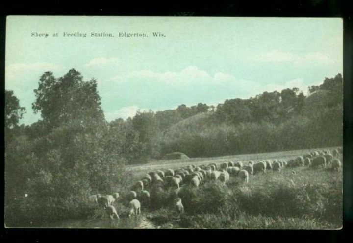 Sheep at Feeding Station Edgerton Wi