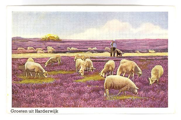 Sheep at Herdwijk