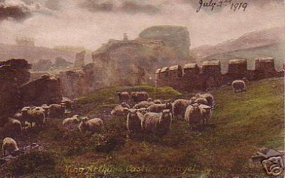 Sheep at King Arthurs Castle Tintagel Friths C 1919