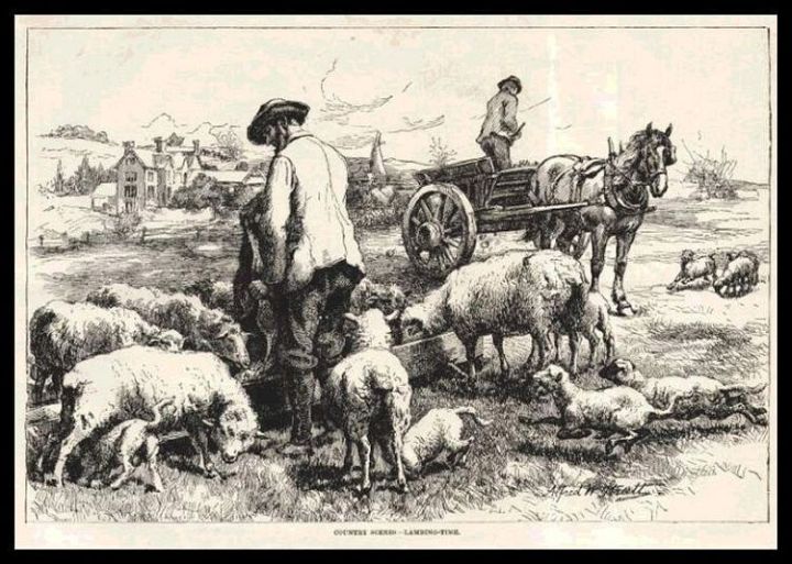 Sheep at Lambing Time 1887