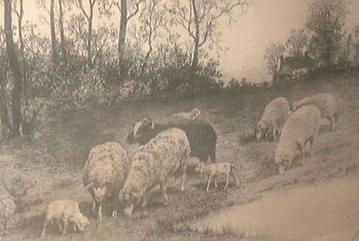 Sheep at Pasture Eating