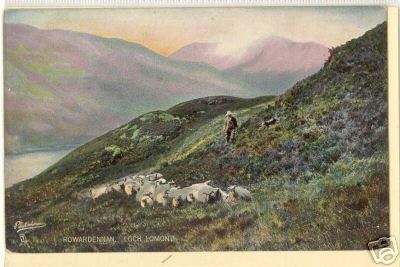 Sheep at Rowardennan Loch Lomond