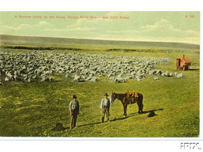 Sheep at Summer Camp