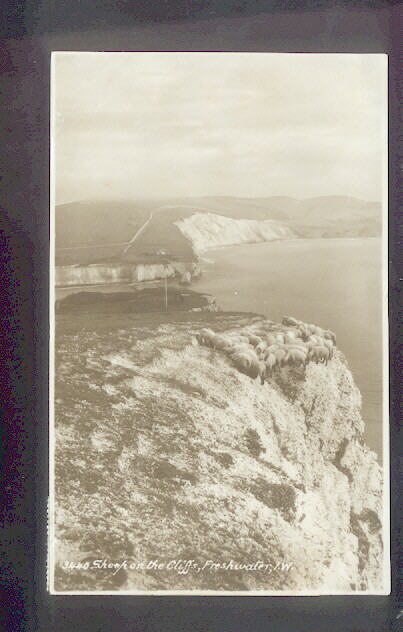 Sheep at the Precipice on the Isle of Wright