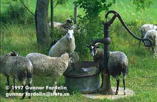 Sheep at the Pump