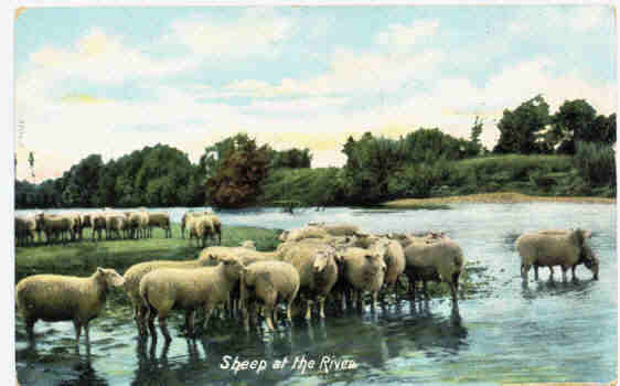 Sheep at the River