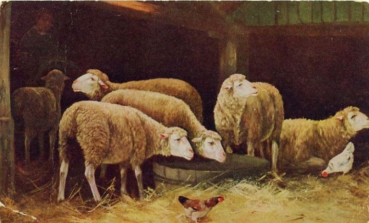 Sheep at the Trough