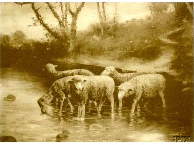 Sheep at the Watering Place