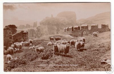 Sheep at Tintagle